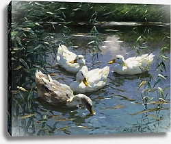 Постер Кестер Александр Vier Enten im Teich