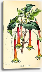 Постер Fuchsia Cordifolia