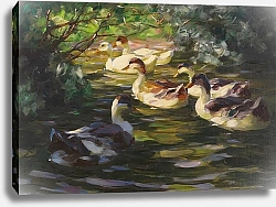 Постер Кестер Александр Шесть уток на воде под прибрежными кустами