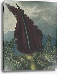 Постер Торнтон Роберт Дракон аэрум