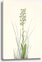 Постер Уолкотт Мари Ragged Fringe-orchid. Habenaria lacera