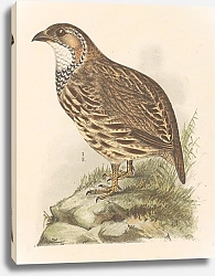 Постер Хойтема Тео Куропатка