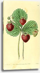 Постер Земляника Black Roseberry