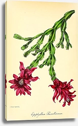 Постер Epiphyllum Russellianum