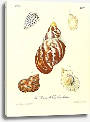 Постер Морские раковины 062