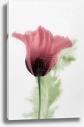 Постер Тайна нежности