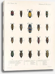 Постер Годман Фредерик Insecta Coleoptera Pl 058