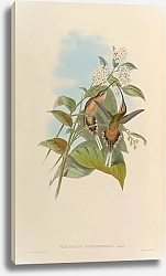 Постер Phaethornis Syrmatophorus