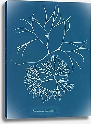 Постер Аткинс Анна Furcellaria fastigiata.