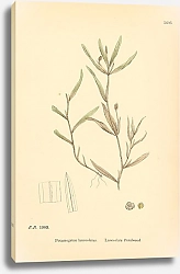 Постер English Botany №228