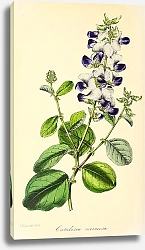 Постер Crotalaria Verrucosa