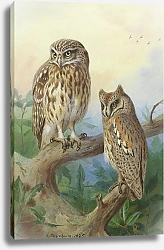 Постер Торнбурн Арчибальд (Бриджман) Little Owl And Scops Owl
