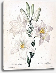 Постер Белая лилия 1
