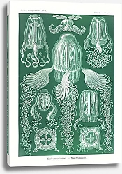 Постер Cubomedusae–Würfelquallen