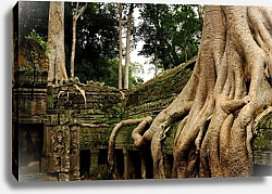 Постер Ангкор, Камбоджа. Храм Та Пром, покрытый огромными корнями