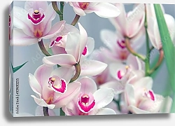 Постер Цветение розовых орхидей