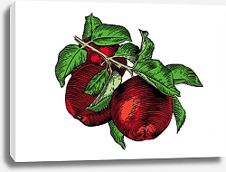 Постер Яблоки на ветке