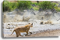 Постер Львица нападает на зебр. Национальный парк Серенгети, Танзания