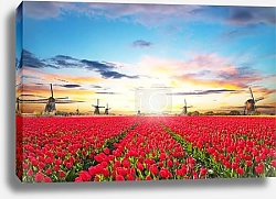 Постер Голландия. Поля тюльпанов с мельницами №3