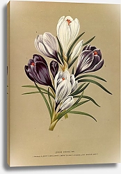 Постер Арендсен Арентина Весенний крокус. Вар.