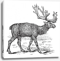 Постер Reindeer or Rangifer tarandus vintage engraving