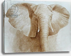 Постер Селигман Линкольн (совр) Elephant, 2004