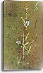Постер Бенингфилд Гордон (1936-98) Chalkhill Blue Butterfly on grasses, from Beningfield's Butterflies pub.by Chatto & Windus, 1978