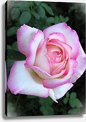 Постер Бело-розовая роза в каплях росы