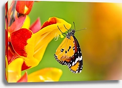 Постер Бабочка Plain Tiger butterfly (Danaus chrysippus)