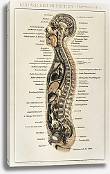 Постер Korpers Des Menschen (1898), античная литография анатомической карты человеческого тела, демонстрирующая его внутреннюю систему
