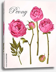Постер Цветы и бутоны розового пиона