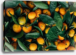Постер Свежесобранные мандарины