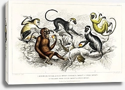 Постер Виды обезьян