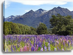 Постер Люпины на фоне гор, Новая Зеландия