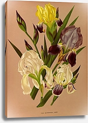 Постер Арендсен Арентина Ирис Германика Варр