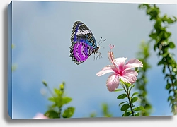 Постер Разноцветная пестрая бабочка над розовым цветком