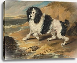 Постер Лэндсир Эдвин Тапажер, пудель, принадлежащий достопочтенному Фредерику Бингу