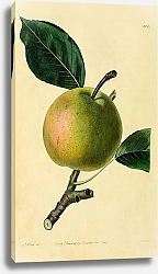 Постер Ранняя бергамотная груша