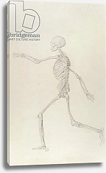 Постер Стаббс Джордж Human Skeleton, Lateral View seen from the Left, Running, illustration