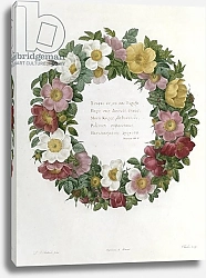 Постер Редюти Пьер Christmas Roses