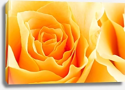 Постер Желтая роза макро №3