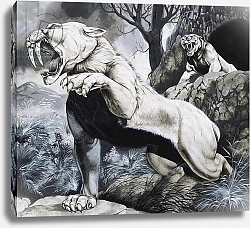 Постер Хук Ричард (дет) Sabre-toothed Tigers