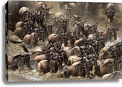 Постер Большая миграция. Антилопы гну, переходящие реку Мара, Танзания