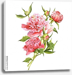 Постер Розовые акварельные цветы и бутоны пионов
