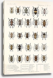 Постер Годман Фредерик Insecta Coleoptera Pl 229