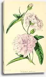 Постер Calystegia Pubescens