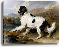 Постер Лэндсир Эдвин Лев; Ньюфаундлендская собака