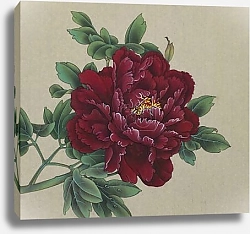 Постер Яркий бордовый китайский пион