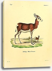 Постер Африканская антилопа