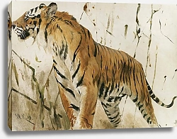 Постер Кухнерт Уильям Study Of A Tiger